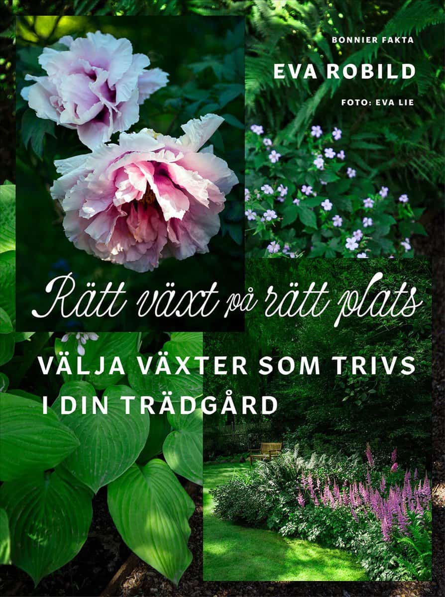 Eva Robild | RÄTT VÄXT PÅ RÄTT PLATS : Välja växter som trivs i din trädgård
